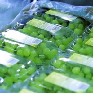 Egypt Supplier Fresh Green Grapes