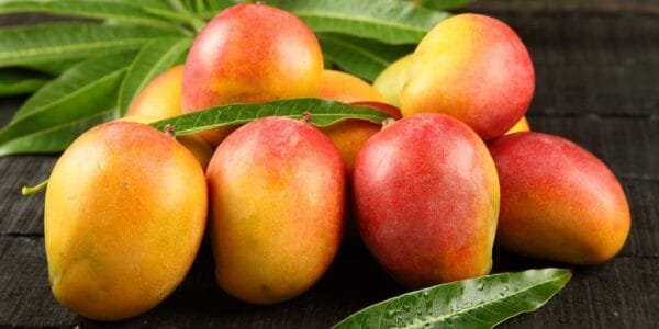 Egyptian Fresh Mango Yasmina