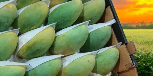 Egyptian Fresh Mango Zebdeya