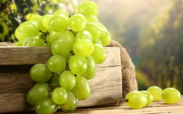 Egypt Supplier Fresh Green Grapes