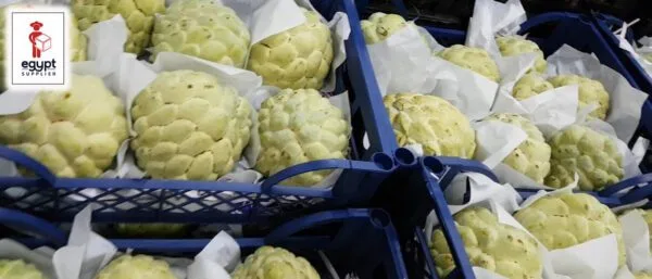Custard Apple 5Kg - Image 2