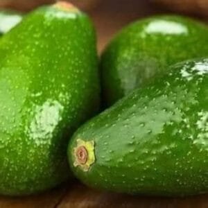 Egypt Supplier Fresh Avocado