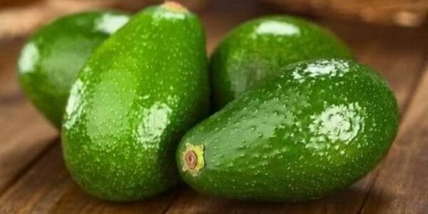 Egypt Supplier Fresh Avocado