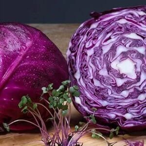 Egypt Supplier Red Cabbage