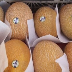 Egypt Supplier Sweet Melon - Cantaloupe