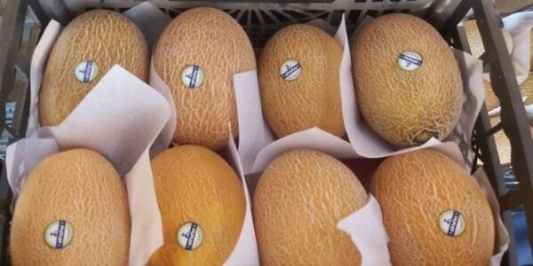 Egypt Supplier Sweet Melon - Cantaloupe