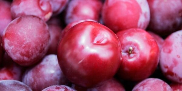 Egypt Supplier Fresh Red Plums