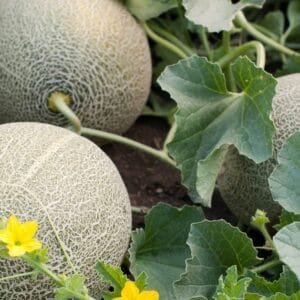 Egypt Supplier Fresh Rock Melon