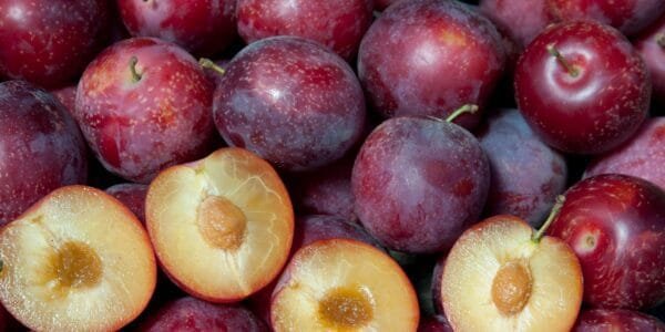 Egypt Supplier Fresh Red Plums