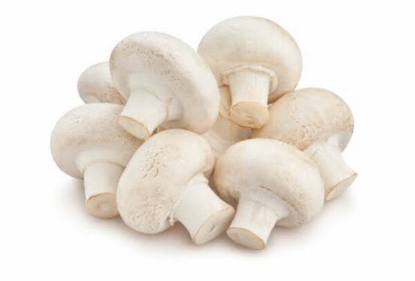 Egypt Supplier - Fresh Mushroom