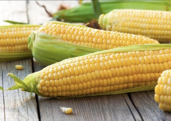 Egypt Supplier - Sweet Corn