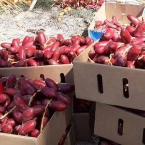 Egypt Supplier - Fresh Red Dates