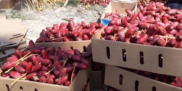 Egypt Supplier - Fresh Red Dates