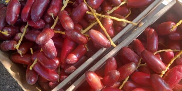 Egypt Supplier - Fresh Red Dates