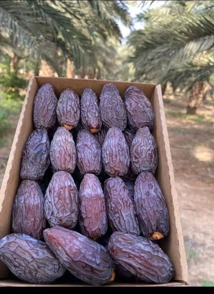 Egypt Supplier - Egyptian Premium Medjool Dates