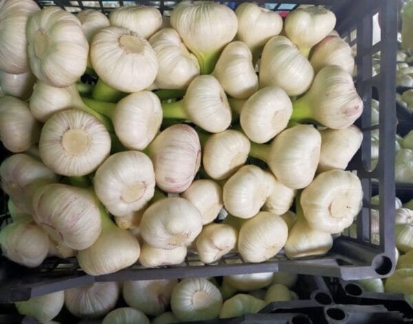 White Garlic 10Kg - Image 3