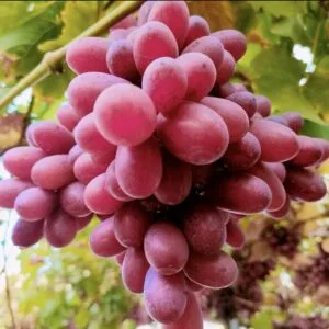 Egyptian Fresh Crimson Red Grapes