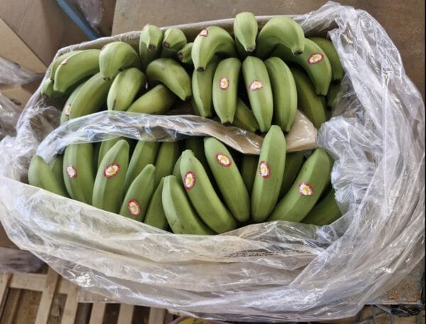Egyptian Fresh Banana