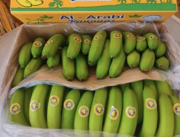 Egyptian Fresh Banana