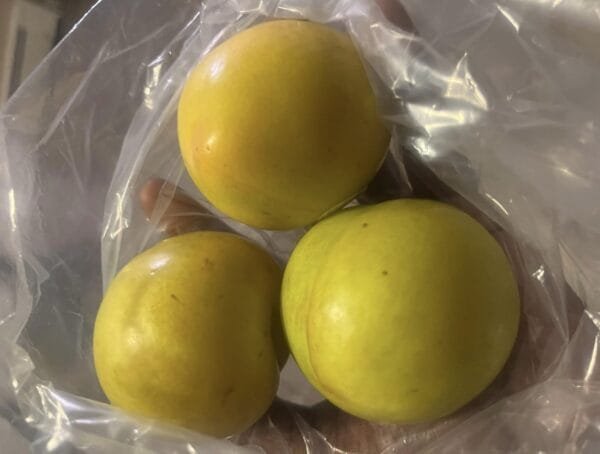 Egyptian Fresh Yellow Plums