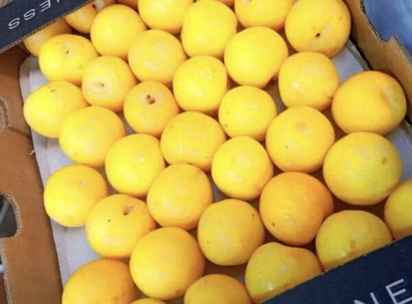 Egyptian Fresh Yellow Plums